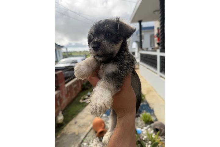 Mini schnauzer  Puerto Rico