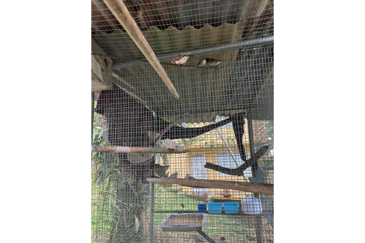 2 parejas de jfinched  zebras Puerto Rico