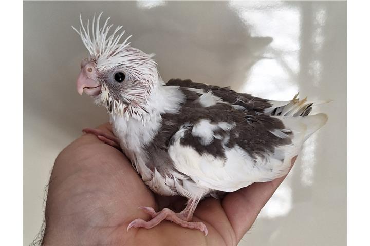 Cocatieles bebes Puerto Rico