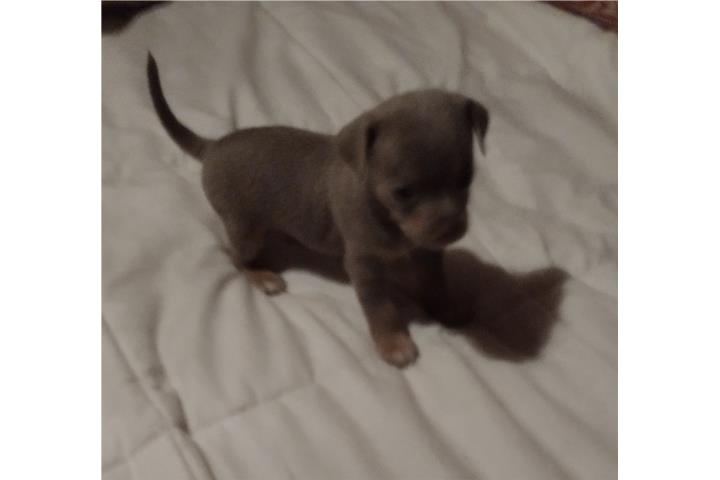 Chihuahuas  Puerto Rico