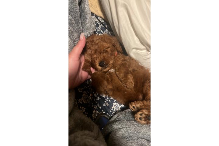 Golden doodle mini nena Puerto Rico