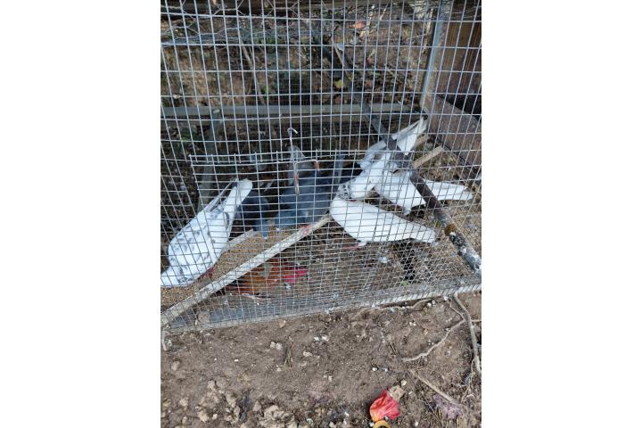 Se venden palomas criollas Puerto Rico