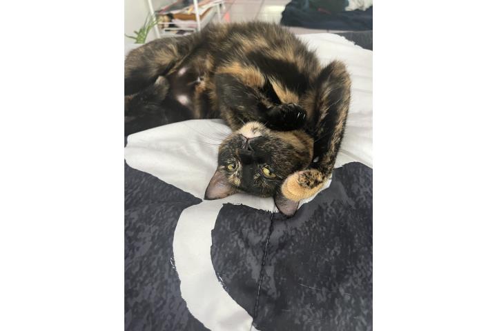 Gata 3 añitos (Luna) Puerto Rico