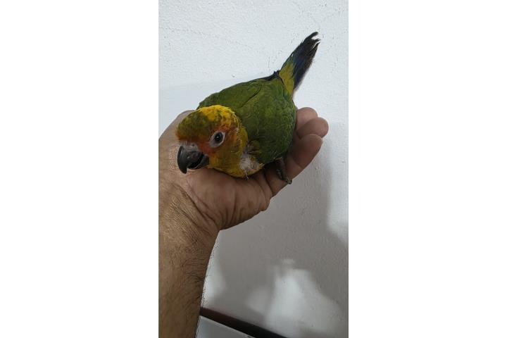 Sunconure BB  Puerto Rico