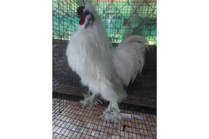 Gallo blanco silkie  Puerto Rico