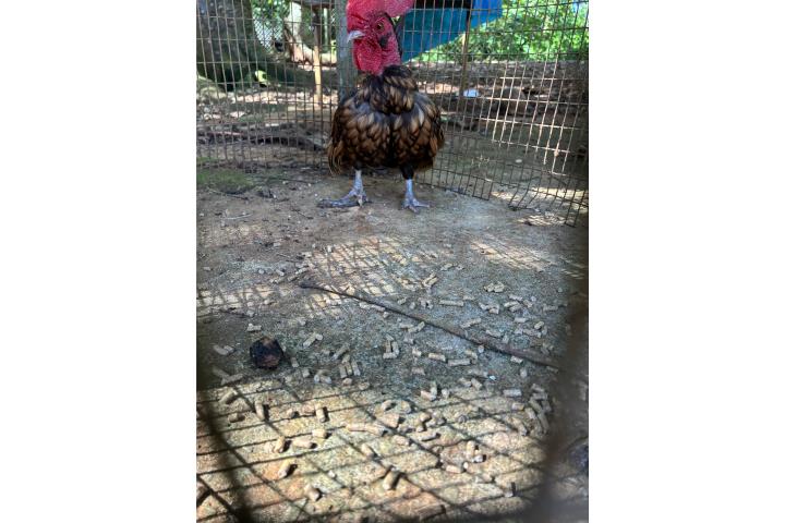 Kirikiki japonés cortito  Puerto Rico