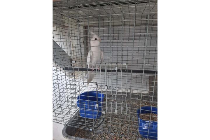 Hermoso cockatiel joven !! Buen precio!! Puerto Rico