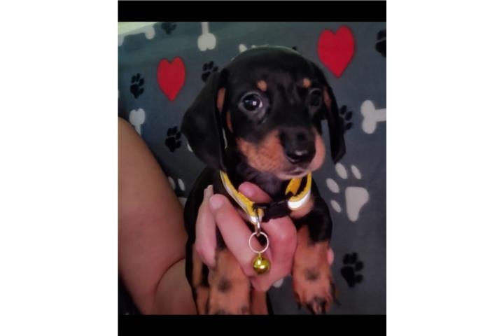 Dachshund Miniatura Nenes Puerto Rico