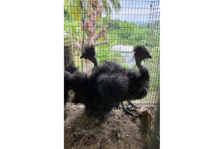 Pirocos silkies  Puerto Rico