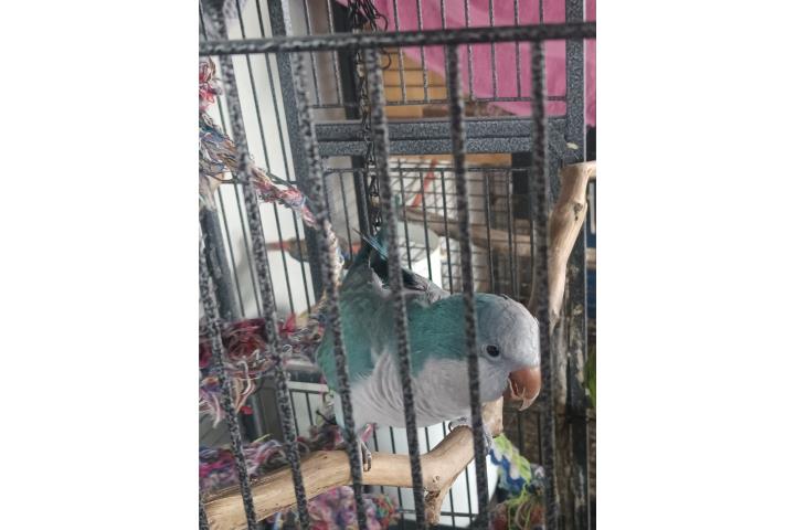 Macho adulto  Puerto Rico