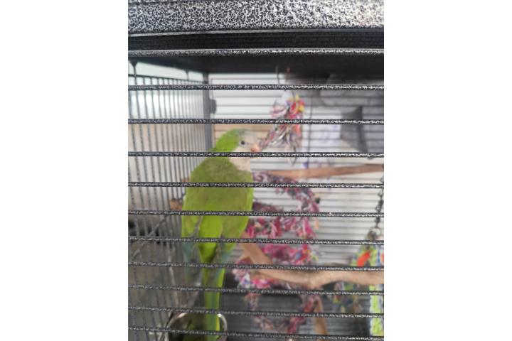 Macho adulto  Puerto Rico