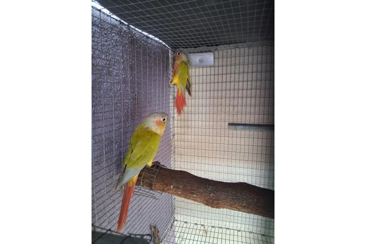 Parejas green check  Puerto Rico