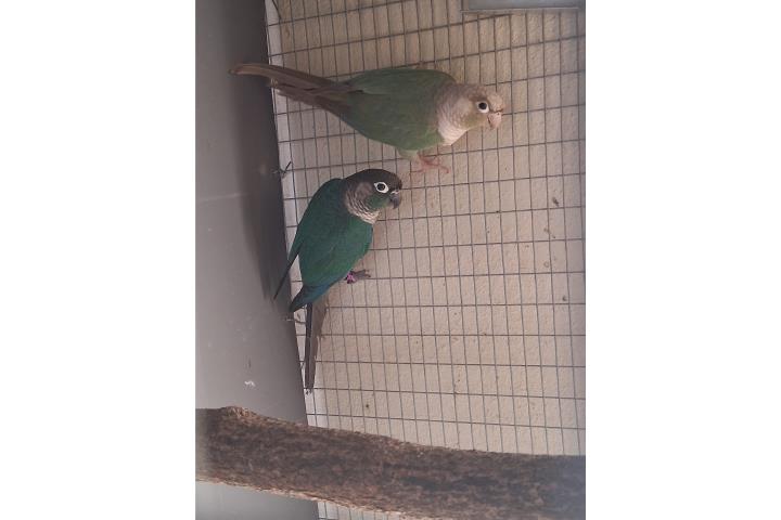 Parejas green check  Puerto Rico