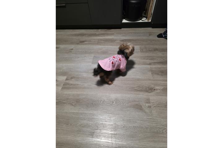 Yorshire terrier (Yorki toy) Puerto Rico