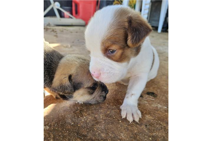 Perritos Pitbull Puerto Rico