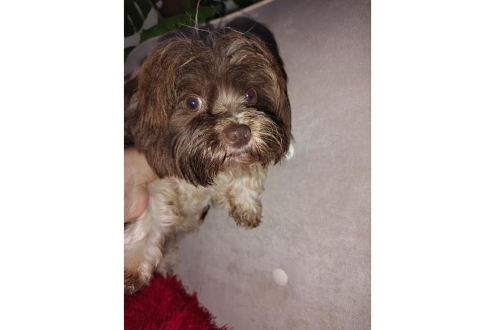 Yorkie Nene Puerto Rico