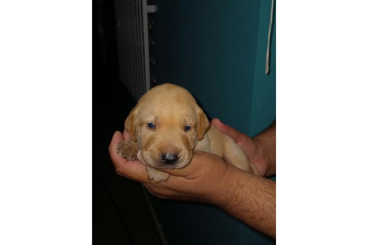 se venden labradores Puerto Rico