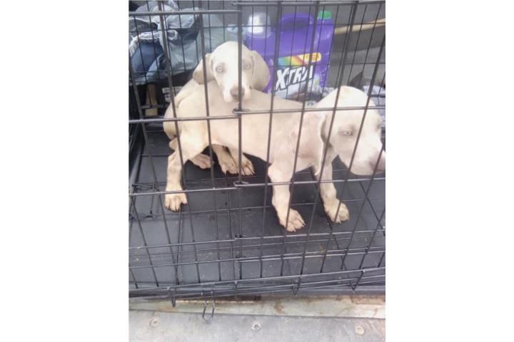 cachorros Wesmeramer Raza Aleman a la venta Puerto Rico