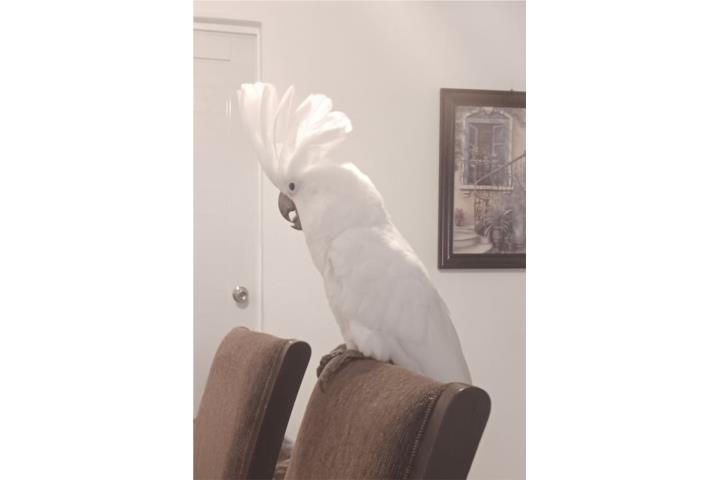 Cacatúa umbrella manso  Puerto Rico