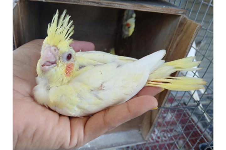 Cockatiel bebe  Puerto Rico