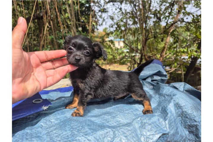Chihuahua macho pelo largo  Puerto Rico