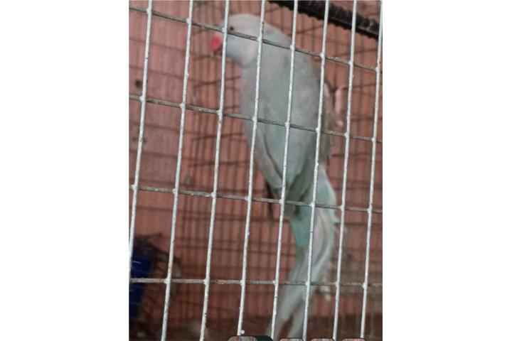 Cotorra Ring Neck hembra adulta  Puerto Rico