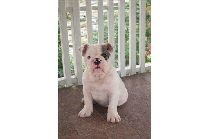 English Bulldog Exóticos  Puerto Rico