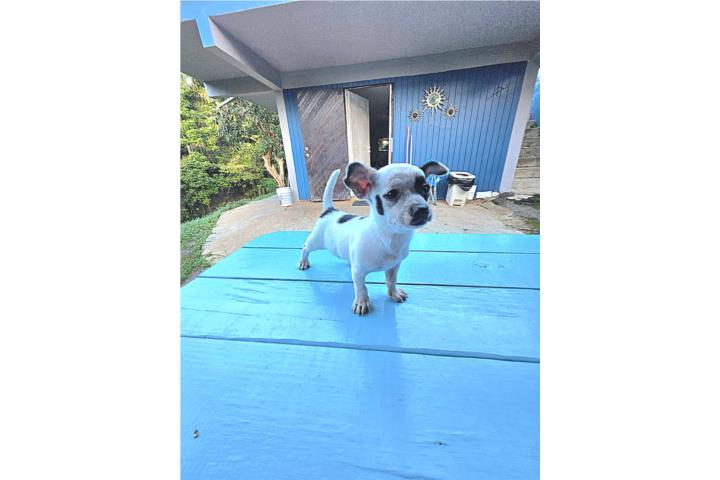 Chihuahuas Preciosos 300 Puerto Rico