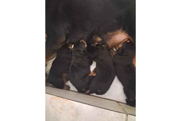 Rotweiler $600 Puerto Rico