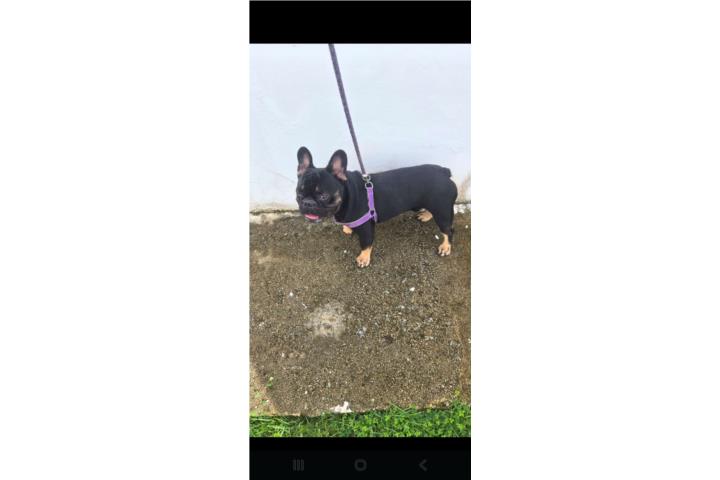 Se vende french bulldog Puerto Rico