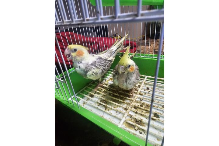 Cockatieles hand feed criados a mano  Puerto Rico