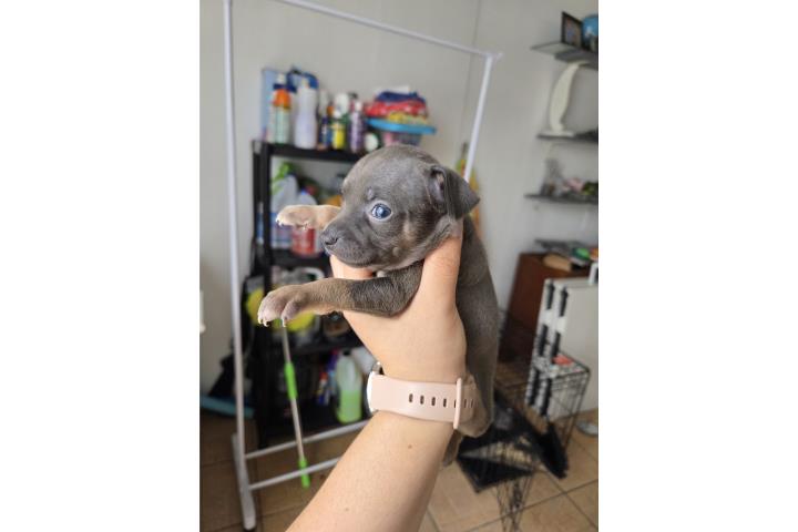 Miniature pinscher blue Puerto Rico
