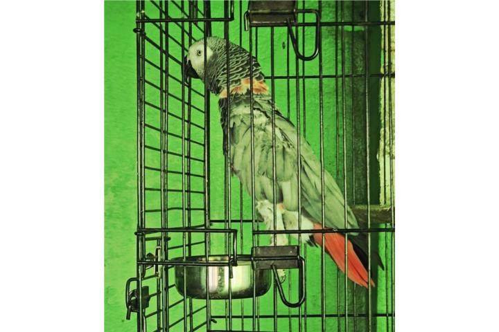 African Grey Puerto Rico