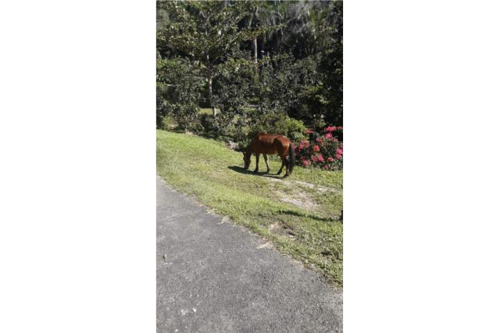 Caballo de 2 años Puerto Rico