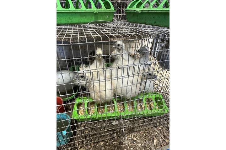 Pollitos gallinas Sylkies  Puerto Rico