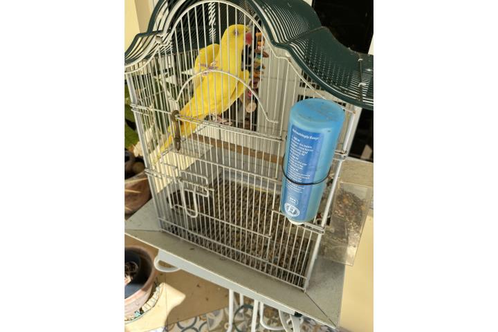 Ringneck Macho Amarillo  Puerto Rico