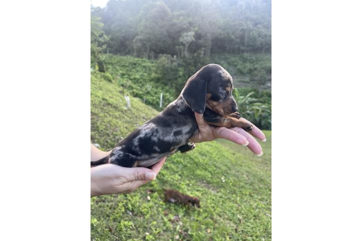 Salchichas hembras mini  Puerto Rico