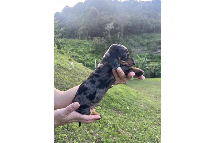 Salchichas Machos Mini Puerto Rico