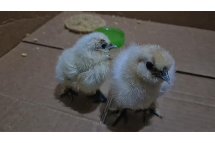 Silkie pollito Puerto Rico