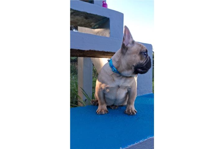 French Bulldog 4 meses  Puerto Rico