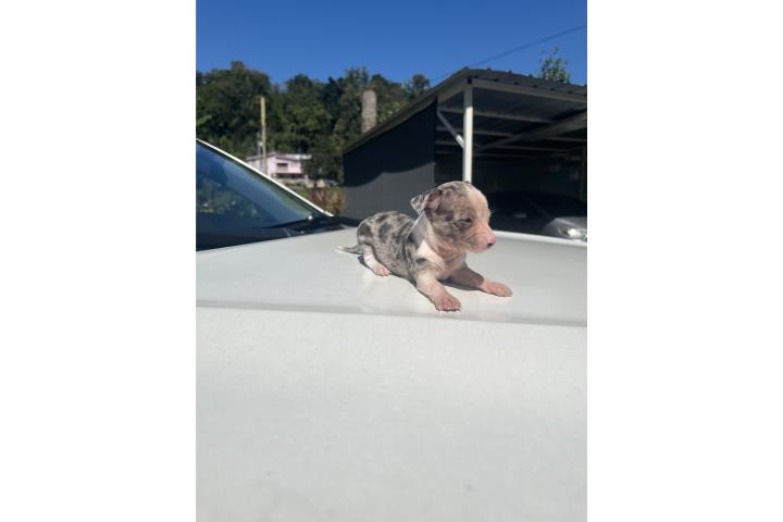 Chihuahuas  Puerto Rico