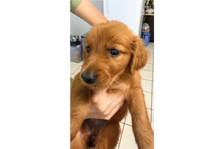 Precioso Golden Retriever Poppys  Puerto Rico
