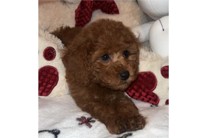 Mini Goldendoodle nena Puerto Rico