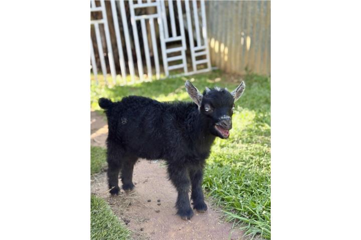 Hermoso Cabrito Enano $350 Puerto Rico