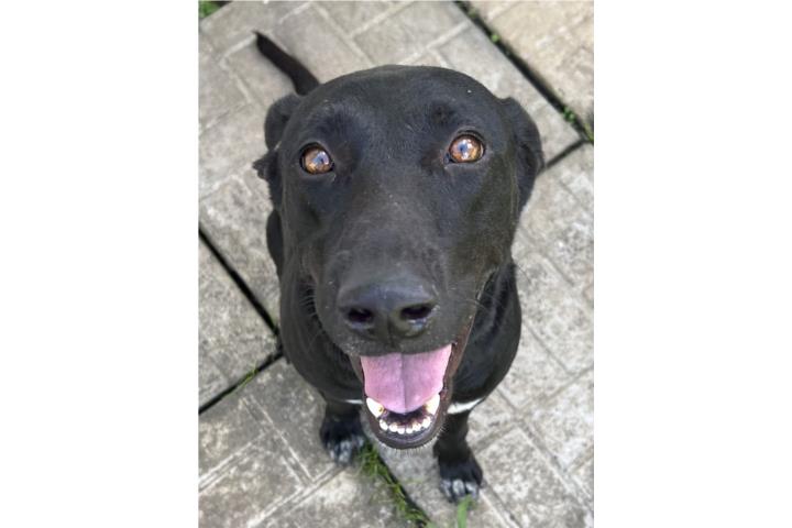 Perro en adopción  Puerto Rico