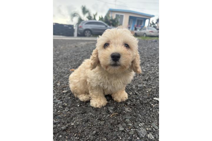 Poodle toy macho 600 Puerto Rico
