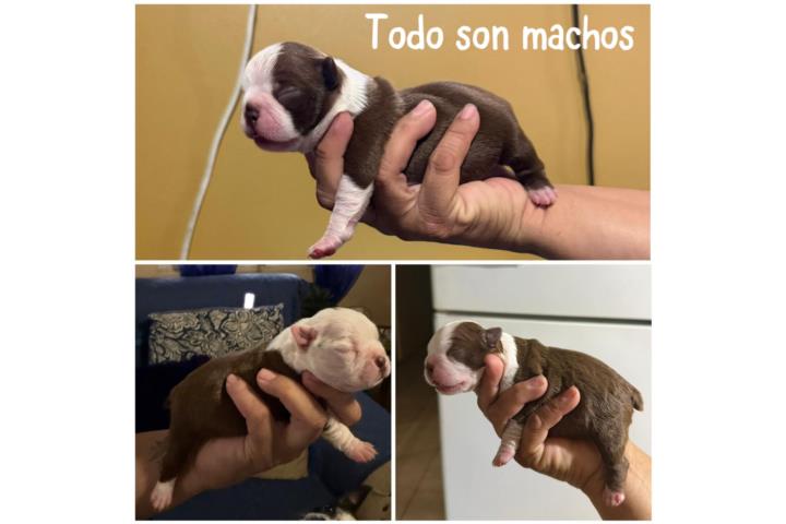 Preciosos boston terrier rojo y blanco Puerto Rico