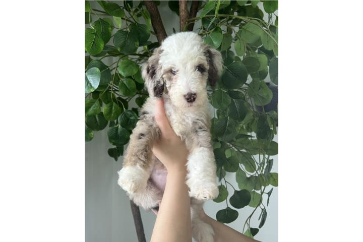 Goldendoodle  Puerto Rico