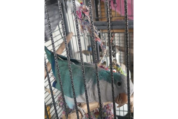 Macho Quaker  Puerto Rico