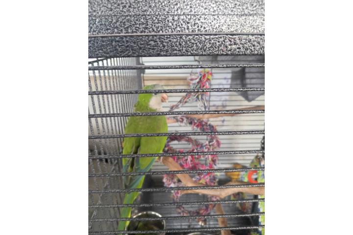 Macho Quaker  Puerto Rico